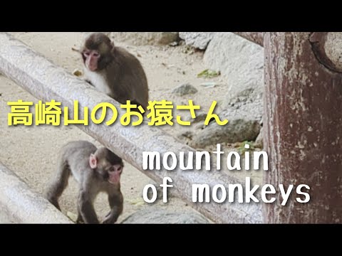 Mono de montaña Takasaki