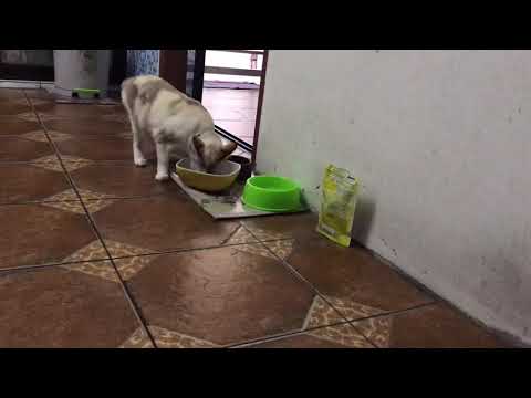 general behaviour of my cutie cat 🐱