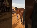 Dokin Sukuwa Niger