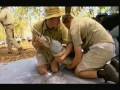 Croc Diaries Wild Crocs Part 3 5