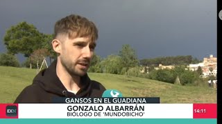 Noticias Canal Extremadura: Los GANSOS en el entorno del Guadiana en Badajoz