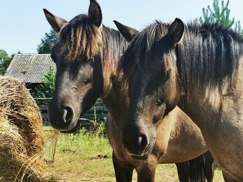 Być dzielnym jak Konik Polski- ważne egzaminy w kalitnickim tabunie