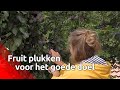 Rosemarijn plukt fruitbomen in andermans tuinen leeg, maar met een goede reden