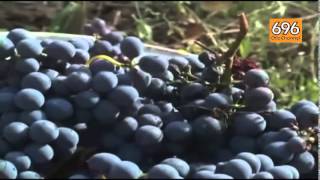 vendemmia-2015-qualita-e-quantita