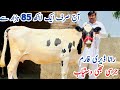 Jersey cross cows And Australian Friesian cross cows | Bhalwal | Rana Nazir | 31 May 2024