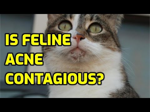 Can Cat Acne Spread To Other Cats?