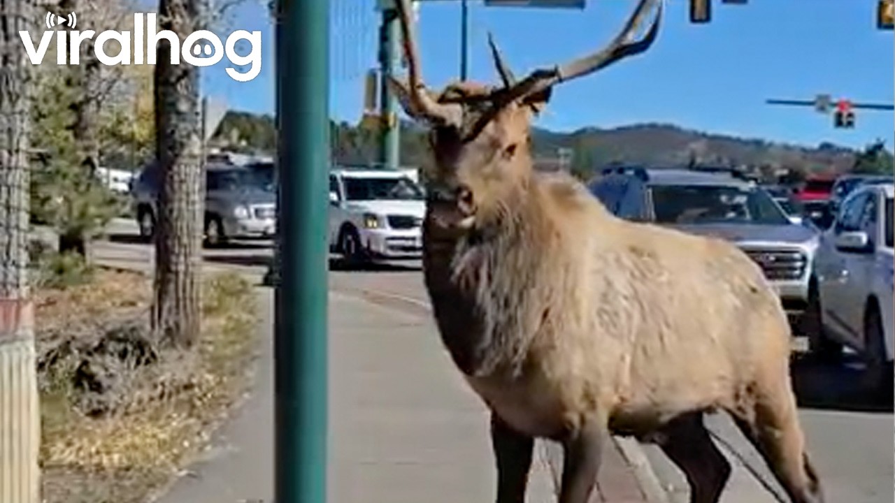 Holy Shampoo an Elk in Estes Park || ViralHog