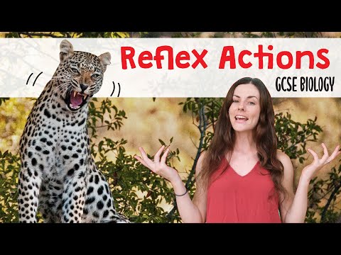 REFLEX ACTIONS GCSE Biology 9-1 | Combined Science (Revision & Qs)