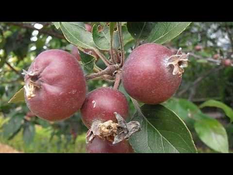 Manzano japonés: Malus floribunda