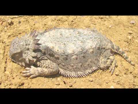 YouTube Video ht06tntGgiA