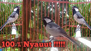Download lagu PANCINGAN PENGGACOR GELATIK BATU PALING CEPAT BIKIN EMOSI LANGSUNG NYAUT !!! mp3 Download lagu PANCINGAN PENGGACOR GELATIK BATU PALING CEPAT BIKIN EMOSI LANGSUNG NYAUT !!! mp3