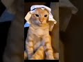 Arab Cat Subscribe Shorts Memes Funny