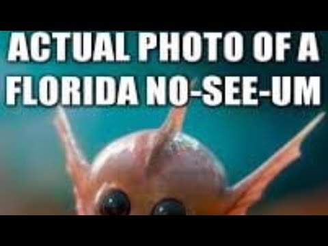 How to kill Florida No-see-ums