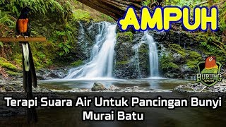 Download lagu AMPUH Terapi Suara Air Untuk Pancingan Bunyi Murai... mp3