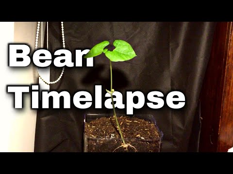 Bean Growing Timelapse | Two month bean plant growing time lapse