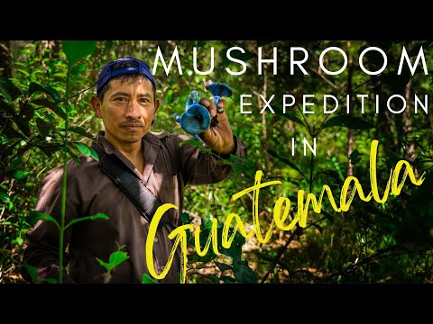 , title : 'Guatemala Mushroom Expedition (ENGLISH)'