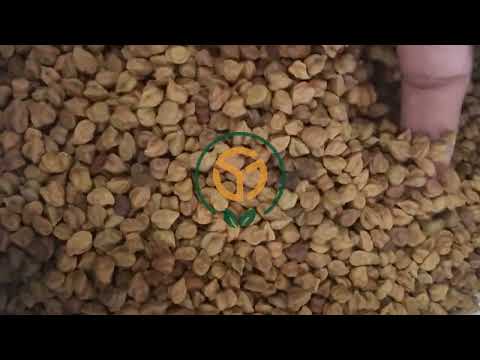 Desi Kala Chana