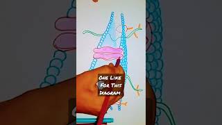 How to draw Cell Membrane #drawing #shorts #science #viralvideo #trending #shortvideo