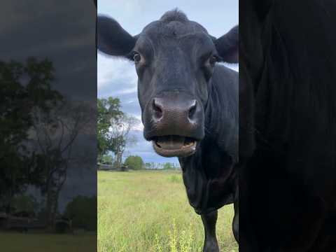 cute cow 🐄 | 02 #sheep #dog #cow #goat #monkey #cat #horse #donkey #bull #sheepcraft