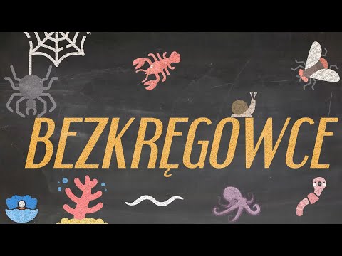 Jak powtórzyć bezkręgowce Metoda fiszek na przykładzie bezkręgowców!