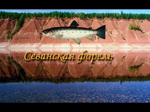 Русская Рыбалка 3.9 Севанская форель на Майгунгне