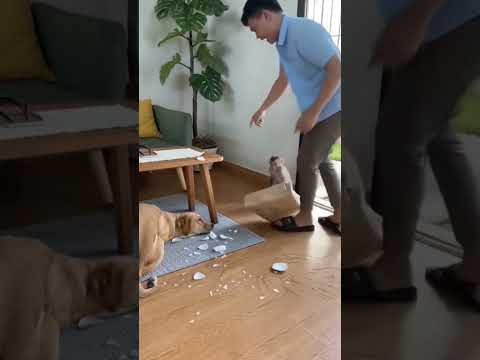 don't blame the dog #funny #pets #cute #memes