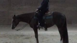 preview picture of video 'SOLD: DAZZLING CHOCOLATE  2008 mare 5-16-11'