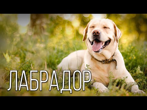 Labrador Retriever: Seafarer | Interesting facts about dog breeds