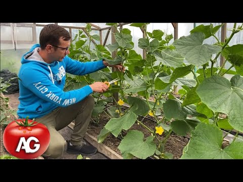 , title : 'Cucumbers are formed only in this way, they grow in bunches, I collect buckets.'