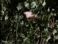 The Secret Garden Trailer 1993 Complete And Rare