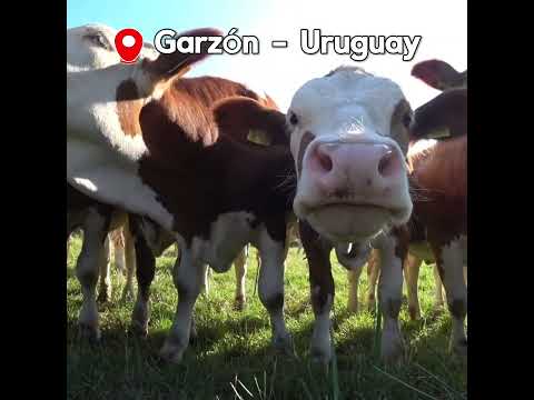Campo en Garzón a pasos de la playa, 86 hectareas
