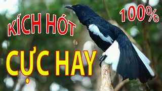 Download lagu Choè than mồi hót réo kích bổi ức chế đấu lại | Chòe than hót giọng rừng cực phê #choethan mp3 Download lagu Choè than mồi hót réo kích bổi ức chế đấu lại | Chòe than hót giọng rừng cực phê #choethan mp3