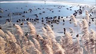 preview picture of video 'Ptaki wodne- zima- Luty 2014.'