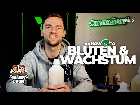 Cannabis Blüte, Ernte und Trichom-Bestimmung