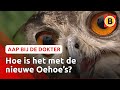 Controle nieuwe Oehoe's en miskraam bij olifant | Komt een aap bij de dokter | Omroep Brabant