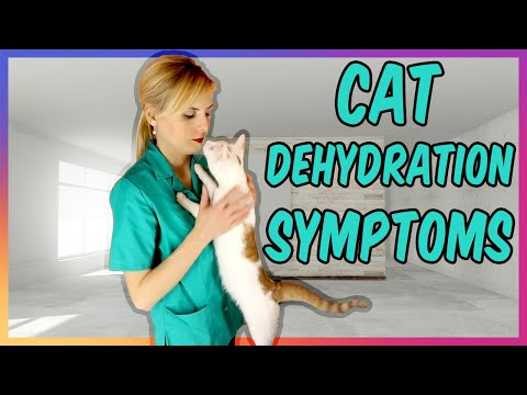 Signs Of Dehydration In Cats - YouTube