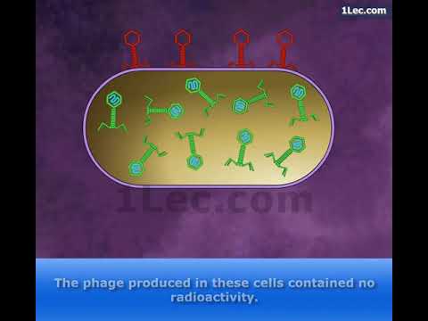 Hershey Chase Experiment
