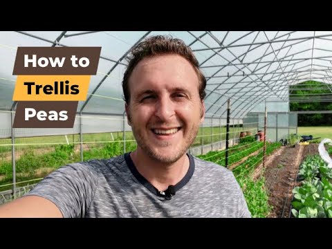 How to Trellis Peas (Fast & Easy With String)