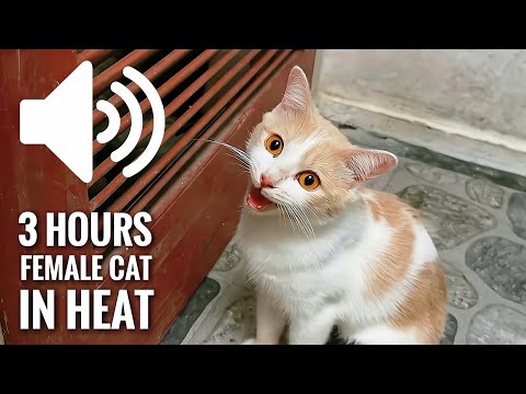 3 HOURS FEMALE CAT IN HEAT MEOWING MATE CALLING  - PRANK YOUR PETS
