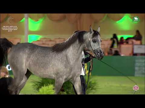 N 242 D LAYYASH   KAAHC 2019   Yearling Colts Class 7B