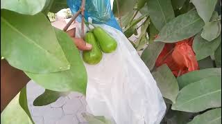 Download lagu jambu Green giant sangat 3× mudah berbuah meskipun ditanam dalam  POT mp3 Download lagu jambu Green giant sangat 3× mudah berbuah meskipun ditanam dalam  POT mp3