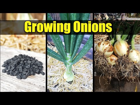 How To Grow An Onion From An Onion Bottom 2019