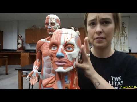 BI207 - Lab 9 - Muscle Anatomy