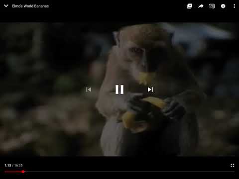 Sound Ideas, Cartoon, Monkey - Chattering, Animal 01 in “Elmo’s World”