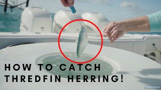 How to CATCH BAIT - Thredfin Herring, Pilchards, Sardines