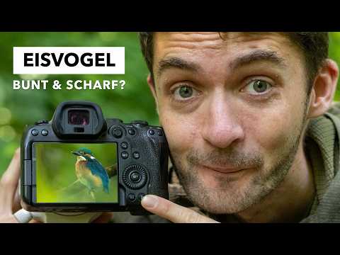 Photographing kingfishers - The perfect picture vs. the perfect moment