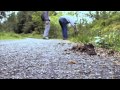 Netsky - Puppy - Official Music Video 