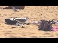 Seagull Steals Food From Beach Guests Noordwijk Holland