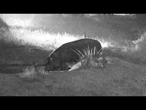 Djuma Private Game Reserve Live Stream: Hippo visit 04/27/18
