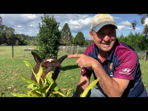 Chinese 5 Spice made from the All Spice Tree